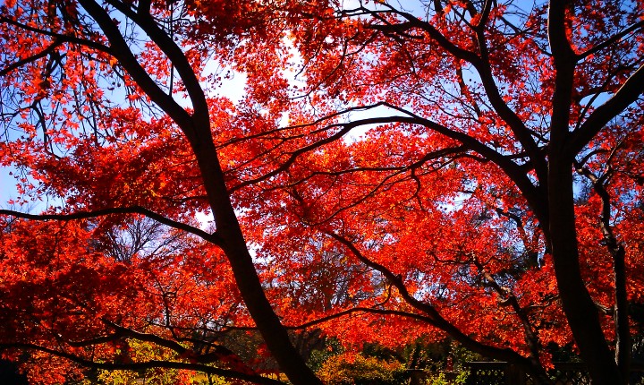 North Texas Landscape
