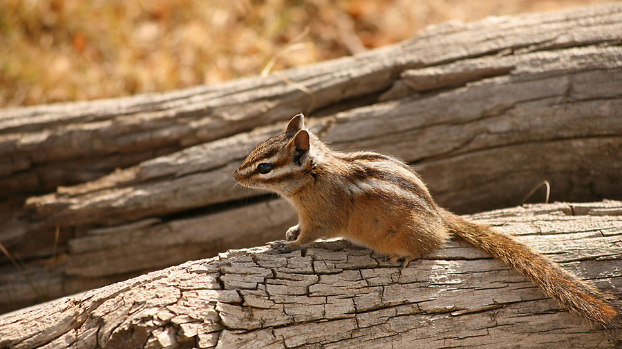 Media - Mile Zero Trail Association
